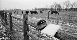 A Baseball Player Borrowed Cattle to Bluff His Way Into a Bigger Salary