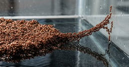 La colonie de fourmis de feu qui a développé un bras et s'est échappée de son réservoir