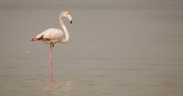 Pesquisadores seguraram flamingos mortos por uma perna e descobriram que eles podiam sustentar o próprio peso