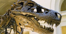 A Flat Tire Sent Sue Hendrickson Toward the Most Complete T. rex Ever Found