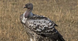 El ave que voló más alto jamás registrada fue un buitre