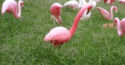 Madison a désigné le flamant rose en plastique comme son oiseau officiel pour honorer une farce étudiante
