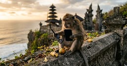 Die Affen im Uluwatu-Tempel auf Bali stehlen Telefone und tauschen sie gegen Futter zurück