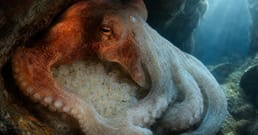 A reprodução do polvo aciona uma espiral de morte embutida