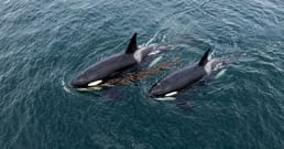 The Orcas That Made Seaweed Back Scratchers