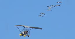 Piloten in Kranichkostümen führten junge Schreikraniche von Wisconsin nach Florida. Die Vögel flogen ohne sie zurück
