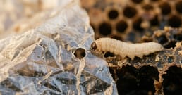 ワックスワームの唾液、数時間でプラスチック分解を開始