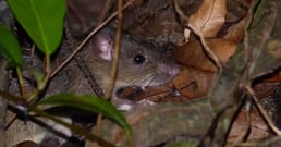 Ratos esconderam pertences de pessoas nas paredes de Williamsburg. Historiadores encontraram um garfo de jantar de prata