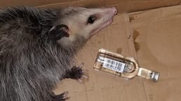 Ein Opossum brach in einen Spirituosengeschäft in Florida ein und wurde betrunken. Ein Angestellter des Geschäfts fand das Tier neben einer zerbrochenen und leeren Flasche Bourbon. Es wirkte desorientiert, sabberte übermäßig und war blass. Das Personal gab ihm Flüssigkeit und kümmerte sich um sie, während sie wieder nüchtern wurde.
