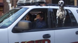 达尔马提亚犬是官方消防站犬，因为在1700年代，它们会在全速奔跑时与马车并肩奔跑，保持步调，并保护马匹免受其他可能惊吓它们的狗或动物的侵扰。