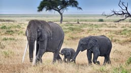 Comment les éléphants réagissent-ils à la mort ?