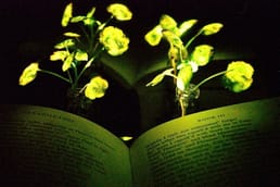 MIT ha modificado genéticamente árboles para que brillen en la oscuridad con la esperanza de crear una fuente de luz literalmente verde para el futuro.