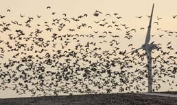 For every bird killed by a wind turbine, coal kills over 2,000