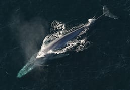 The blue whale is not only the largest animal currently on the planet, but the largest animal to have ever existed