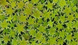 Pendant la Première Guerre mondiale, le coton était très demandé pour la fabrication d’uniformes et d’explosifs. Pour les bandages, les médecins ont eu recours à la mousse de sphaigne. Elle peut retenir jusqu’à 22 fois son poids en liquide — deux fois plus absorbante que le coton. La mousse est également antiseptique, rendant l’environnement environnant acide.