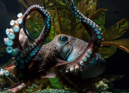 En 2016, un pulpo llamado Inky desapareció misteriosamente del Acuario Nacional de Nueva Zelanda. Una pista húmeda reveló que escapó de su tanque por un pequeño agujero, se deslizó por el suelo durante la noche y se introdujo por una tubería que conduce al océano.