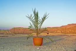 Учёные использовали 2000‑летние семена, чтобы возродить вымерший вид финиковой пальмы. Это дерево давно исчезло из Иудейской пустыни, но археологи нашли семена на раскопках. К удивлению, семена прораслили, и выросли мужское и женское растения этого вида. Они надеются использовать их для производства фиников библейской эпохи.