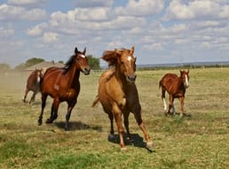 Los caballos se originaron en América del Norte, migraron a Asia y fueron domesticados, se extinguieron en América del Norte y fueron traídos de nuevo por los españoles miles de años después.