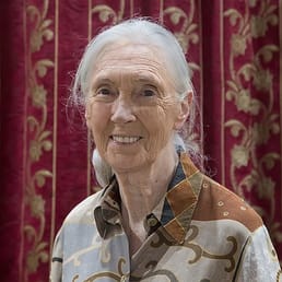 After a Far Side cartoon featured a chimpanzee referring to Jane Goodall as a "tramp", the cartoonist received a letter from Goodall's lawyers calling the comic an "atrocity". Goodall herself later saw the cartoon and loved it, and wrote the introduction to one of the Far Side collections.