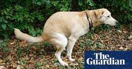 Wissenschaftler haben in einer einzigartigen Studie genau 1 893 Hunde beim Kotabsatz beobachtet, wobei 37 verschiedene Hunderassen vertreten waren, und festgestellt, dass Hunde über ein „Magnetorezeptor‑System“ verfügen. Offenbar richten sie sich beim ruhigen Kotabsatz nach Norden oder Süden aus. Auch bei einigen anderen Säugetieren ist dieses Verhalten zu beobachten.