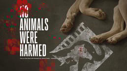اتضح أن الجمعية الأمريكية للرفق بالحيوان، التي تمنح شهادة “لم يتعرض أي حيوان للأذى” في الإنتاجات الهوليوودية، تواطأت مع الاستوديوهات لإخفاء انتهاكات جسيمة للحيوانات على مواقع التصوير.