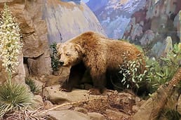 A pesar de aparecer en la bandera de California, el oso grizzly de California está extinto desde 1924.
