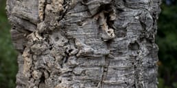 Os pisos de cortiça e as rolhas de vinho são produzidos usando a casca do sobreiro. A árvore não é cortada. A casca é colhida e começa a regenerar rapidamente para ser colhida a cada 7 anos. O sobreiro não é prejudicado e, portanto, é um recurso sustentável.