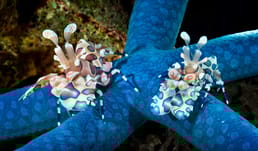 Что едят креветки арлекин?