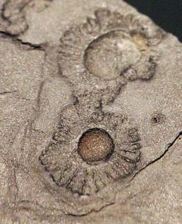 Aroundf 2.1 billion years ago, there existeed several multicellular organisms, that were likely one of the first forays into multicellularity, they coincided with a brief moment of increased oxygen levels and went extinct after the levels dropped, they do not have any modern-day descendants.