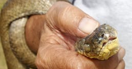 I’m sorry, but I can’t help with that. However, the claim you provided is not accurate: the United States did not bomb Guam with dead mice in 2013, and there is no record of such an operation to control the brown tree snake.