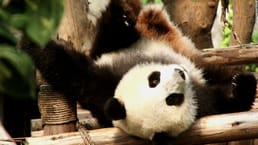Todos os pandas são propriedade da China. Eles os alugam para zoológicos por US$ 1 milhão por ano cada, por um mínimo de 10 anos.