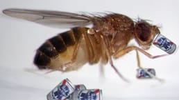 Warum trinken Fruchtfliegen?