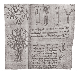 レオナルド・ダ・ヴィンチの木に関する理論は何ですか？