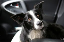 卡罗尔·金找到她的狗凯蒂了吗?