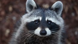 What Did Zookeepers Do About a Racoon that Broke In?