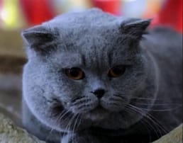 Что значит, когда у котов надутые щеки?