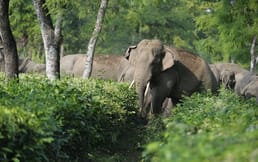 Che cosa è successo all'elefante ribelle in India?