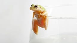 Comment les Russes empêchaient-ils le lait de se gâter avant l'invention du réfrigérateur ?