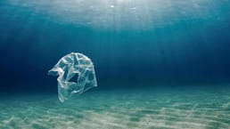 Qu'ont trouvé les chercheurs au fond du Challenger Deep ?