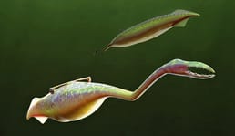 Wat is een Tully Monster?