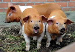 ¿Qué sucedió durante la protesta de los cerdos en Dinamarca?