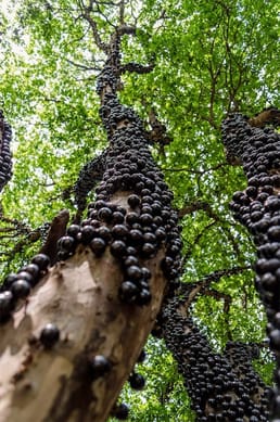 Qu'est‑ce qui rend l'arbre de jabuticaba si fascinant ?
