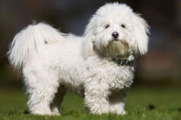 Waarom verharen honden?