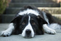 Comment les chiens d'alerte aux crises sont-ils entraînés ?