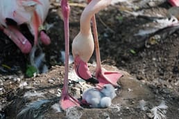 Wie helfen Zoos Vögeln bei der Fortpflanzung?