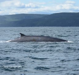 シロナガスクジラとミナミザトウクジラは交配できるか？