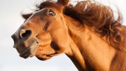 ما هو الفيغينغ؟