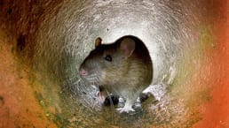 Les rats à New York diffèrent-ils selon leur localisation ?