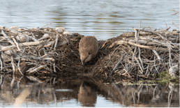 لماذا يبني القندس السدود؟