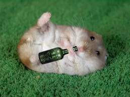 Hamsters podem ficar bêbados?